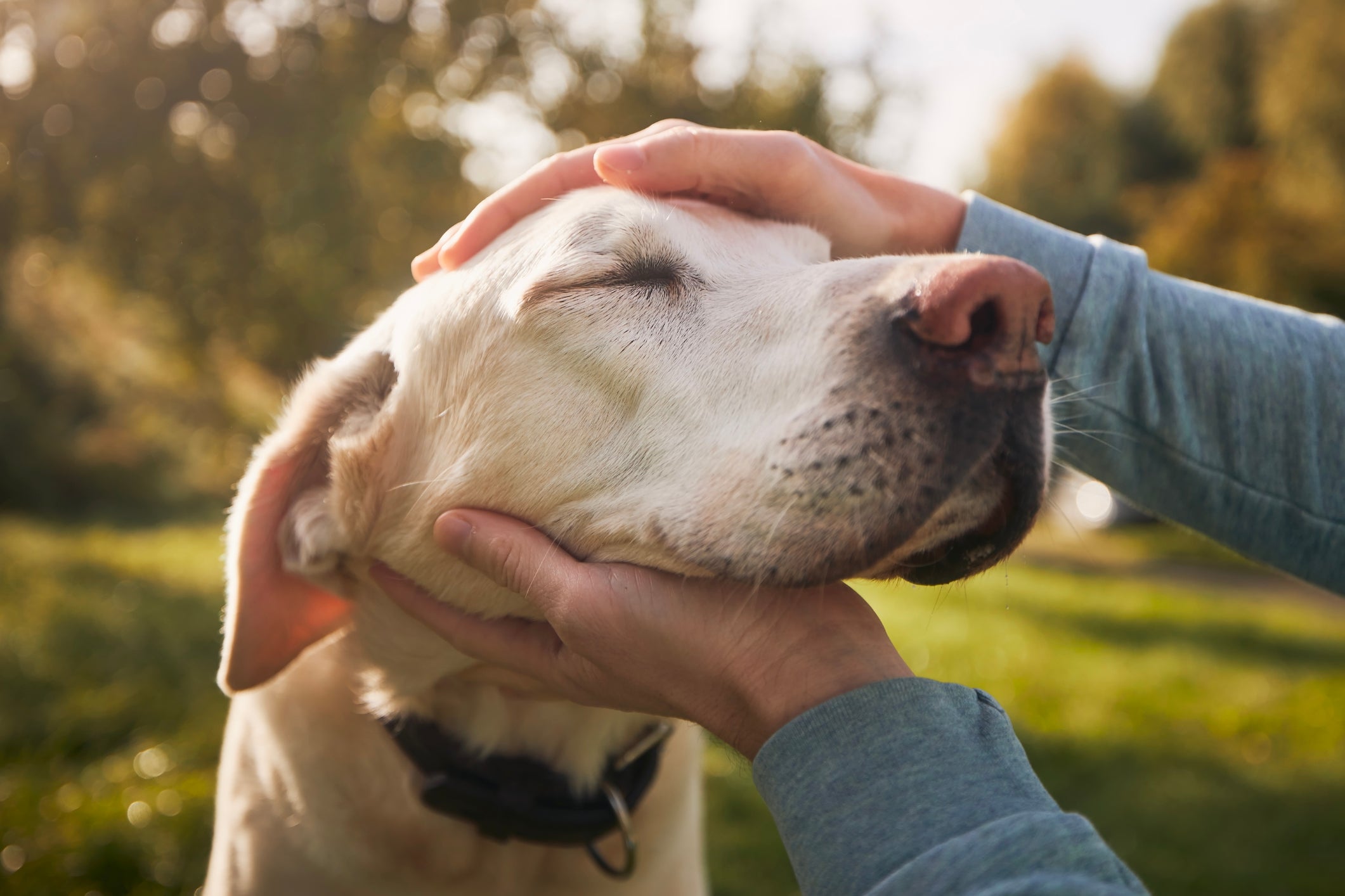 理想の愛犬を見つけよう